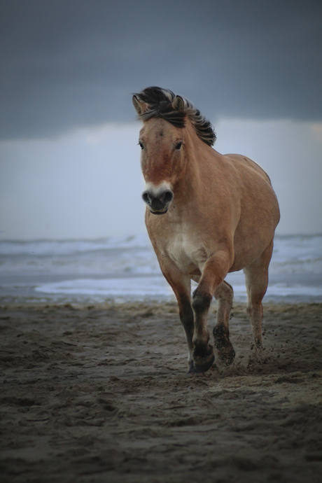 Paard op strand