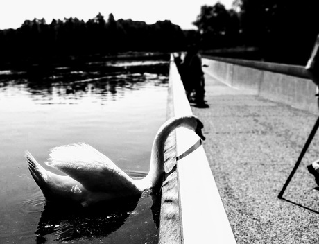 Fietsen door het water 