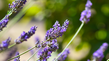 Bloeiende lavendel