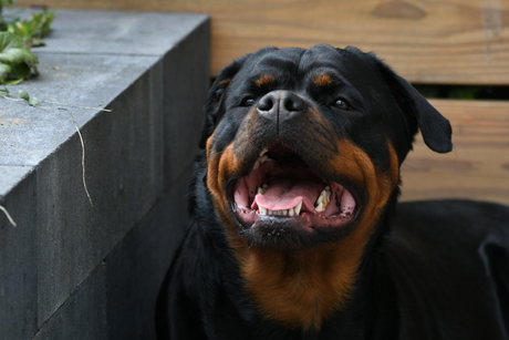 Rottweiler Quinty