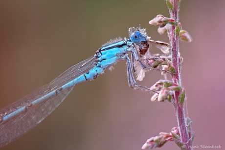 Watersnuffel aan het ontbijt