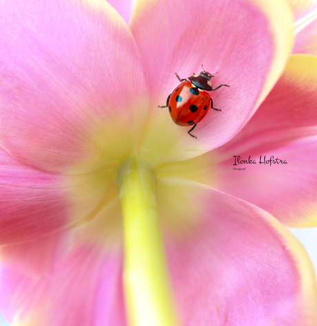 Deel de natuur 