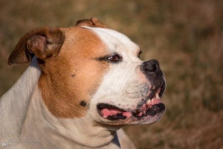Portret van een Amerikaanse bulldog