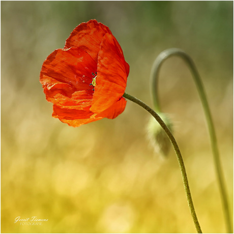De Papaver