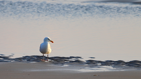 Mijn strand