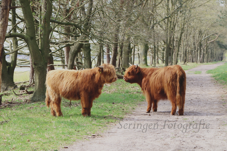 Schotse Hooglanders