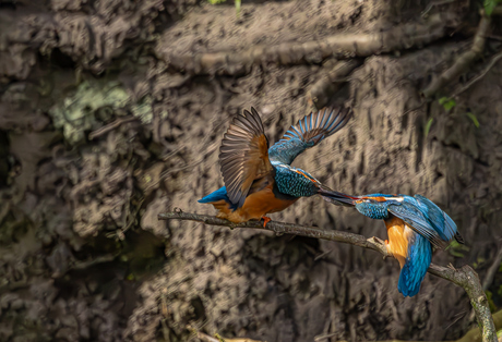 Onhandige visoverdracht