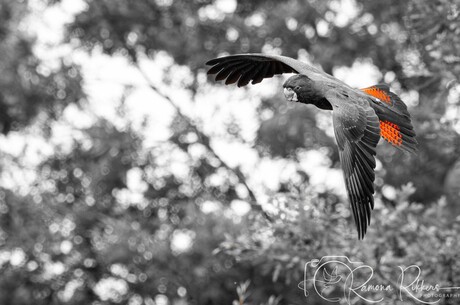 Roodstaartraafkakatoe