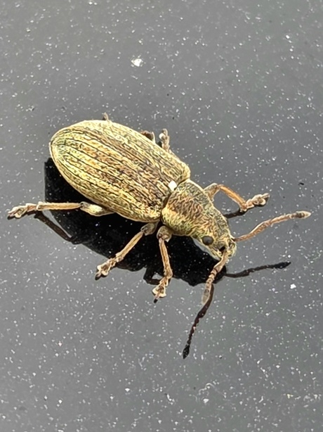 gestreepte bladsnuitkever