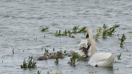 Marker Wadden