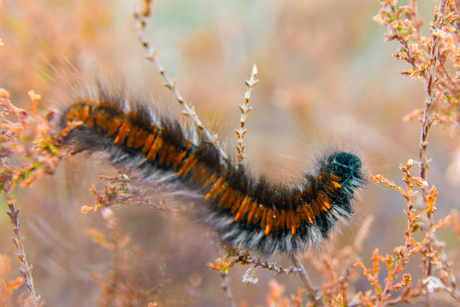 Rups van de veelvraat