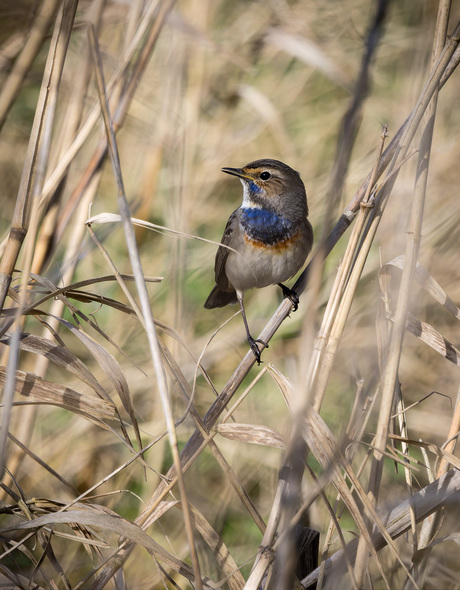 De allereerste van 2026
