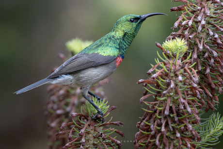 Kleine kraaghoningzuiger