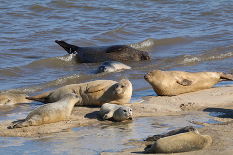 Zeehonden met jongen
