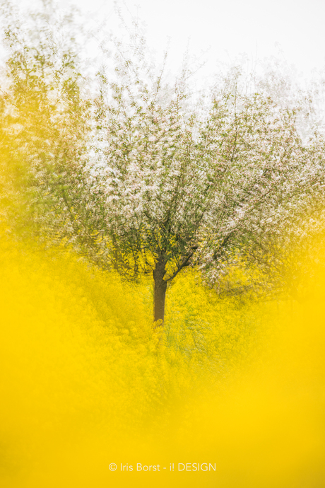 Photographic impressionism van een bloesemboom
