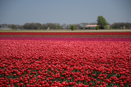 Tulpenveld in Noord-Oost polder