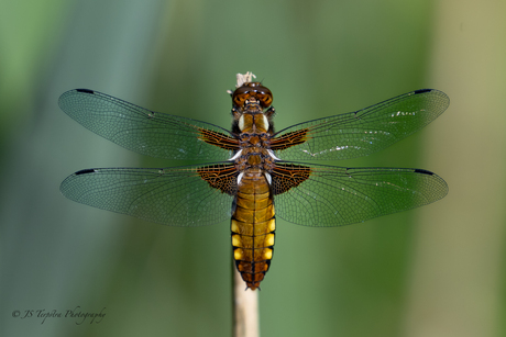 Platbuik Libelle (Vrouwtje)