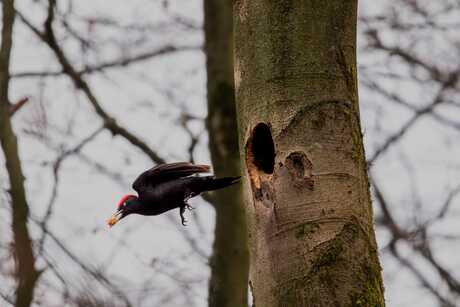 Uit het nest.