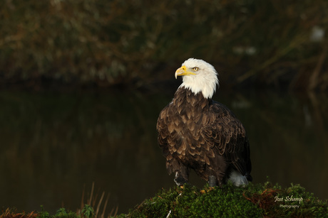 Amerikaanse zeearend