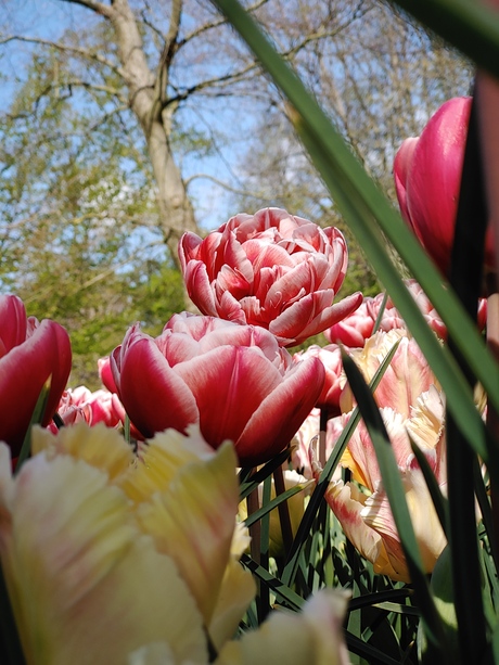 Keukenhof April 2022