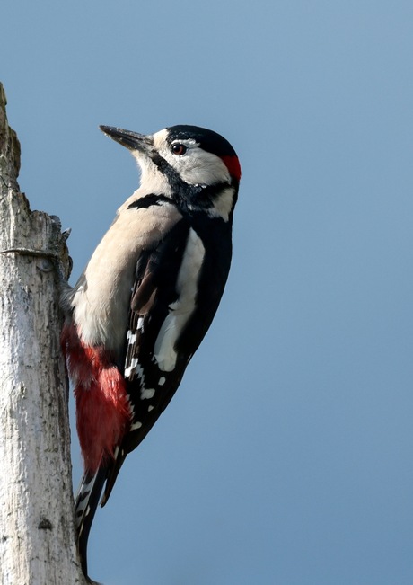 Grote bonte specht 