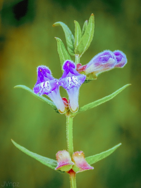 Blauw glidkruid 