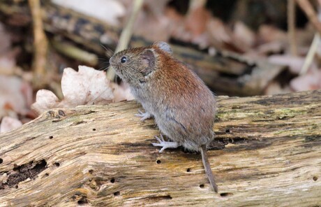 Aardmuisje op zoek naar voedsel