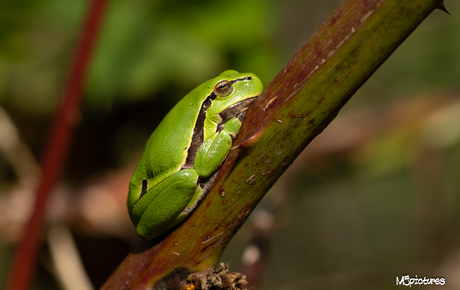 Groene boomkikker