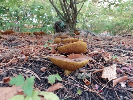 Paddenstoelen van onderen