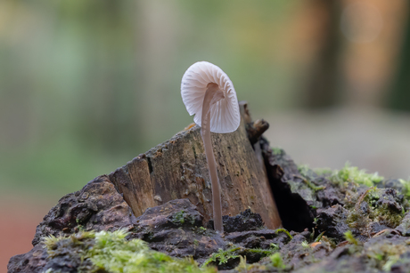 Mycena