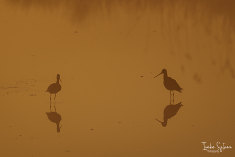 Tureluurs in gouden ochtendlicht 