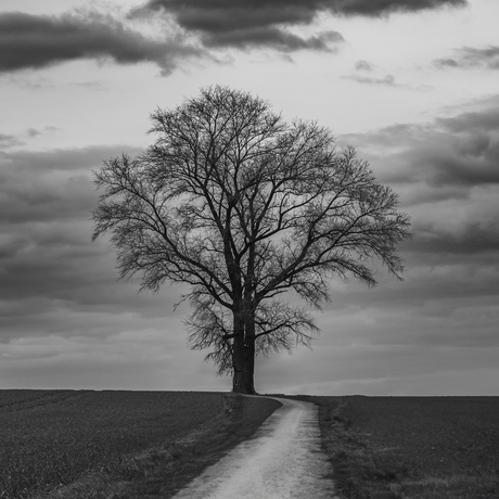 Loneley tree