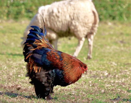 Picasso in het veld!!