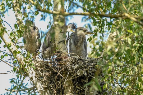 3 jonge reigers....
