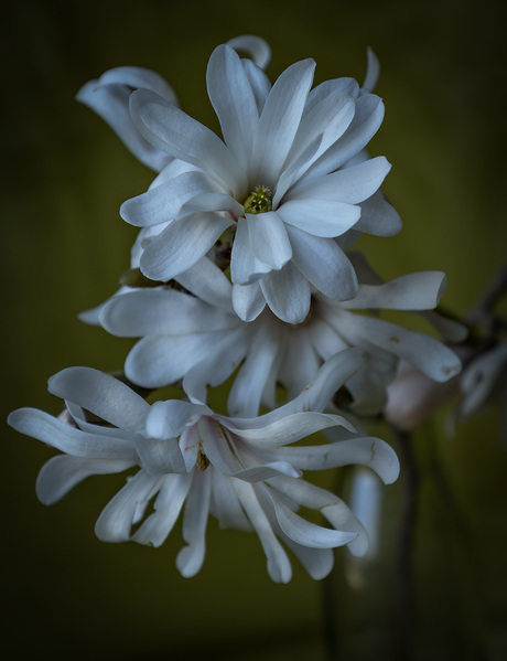 Ster magnolia