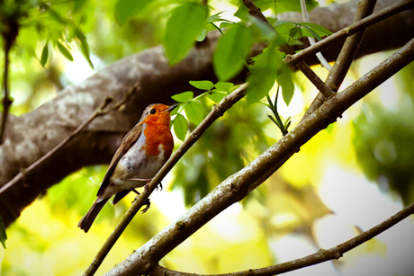 Roodborst - Julianadorp 2025-05-13