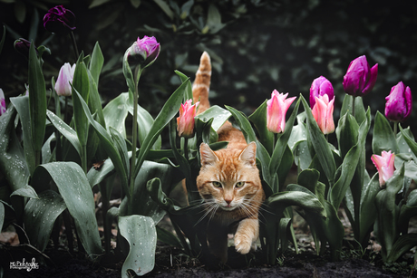 Stap voor Stap: Kat Wandelt Tussen de Tulpen
