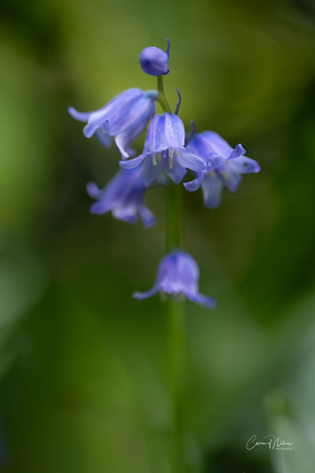 Blue bells..