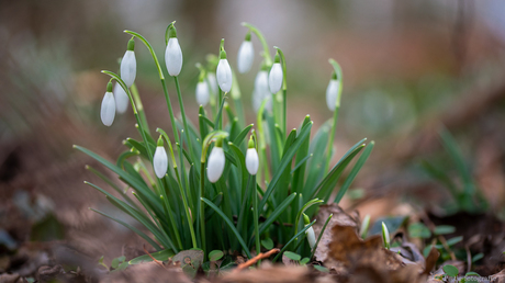 Sneeuwklokjes