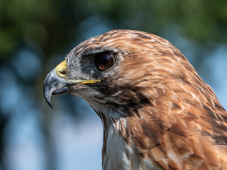 Red-tailed Hawk