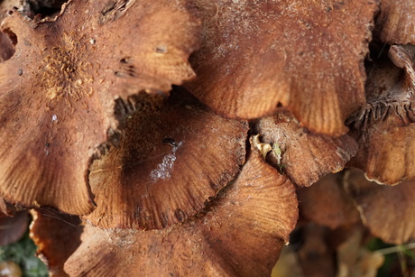 Paddenstoelen 