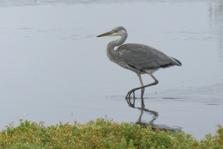 Blauwe reiger