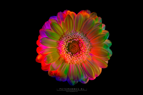 Met licht ingekleurde gerbera 6