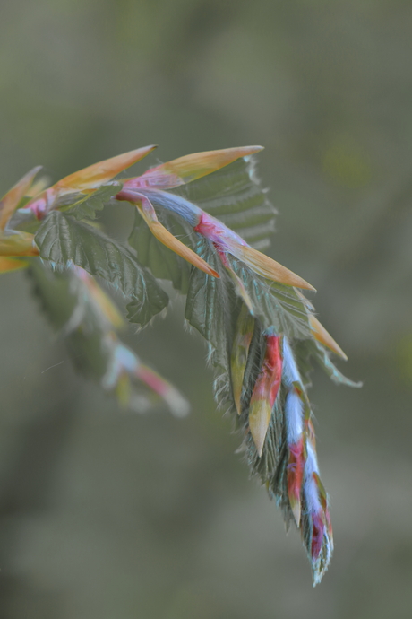  Bladontplooiing…….  