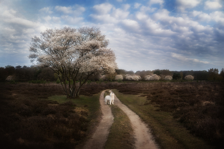 Krentenboompjes op de heide 