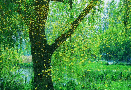 It's raining yellow flowers 