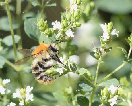 Bzzzzzzz......🐝