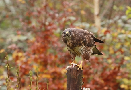 Buizerd