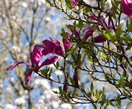 Magnolia