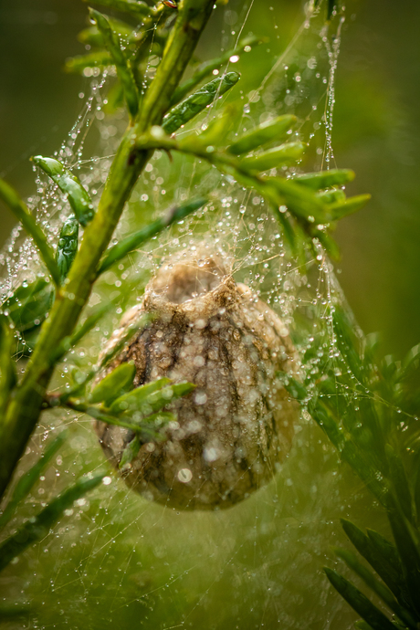 Nest van wespspin